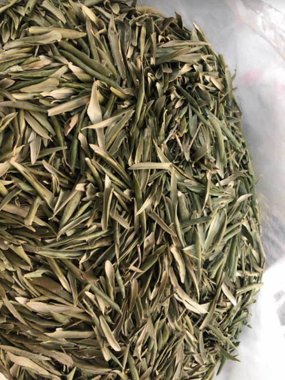 国际研究计划开发的活化干细胞的新素材「HIF1STEM」